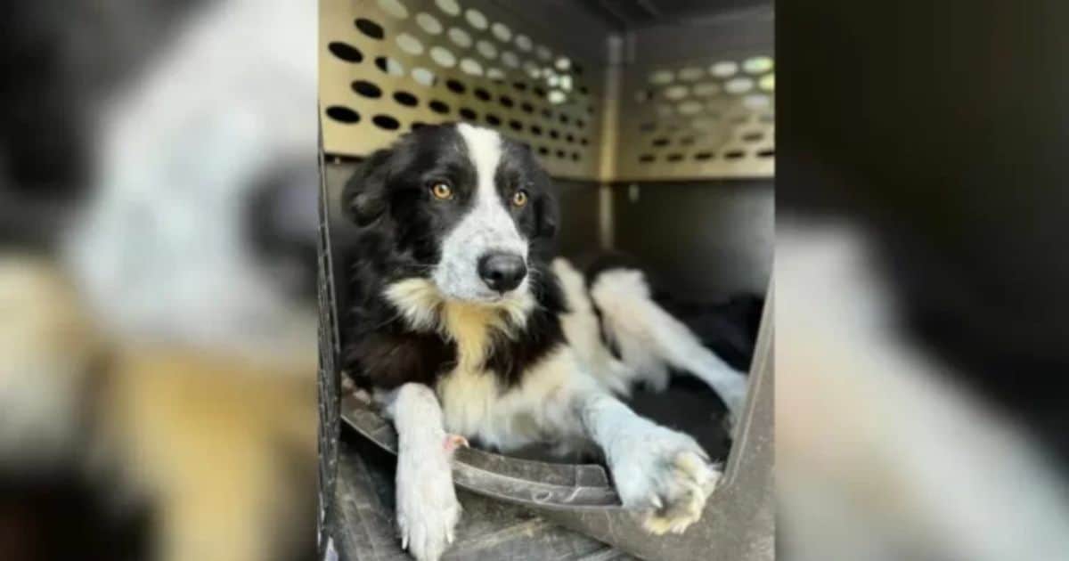 Abandoned Dog’s Adoption Takes an Unexpected Turn When X-Ray Reveals a Shocking Secret