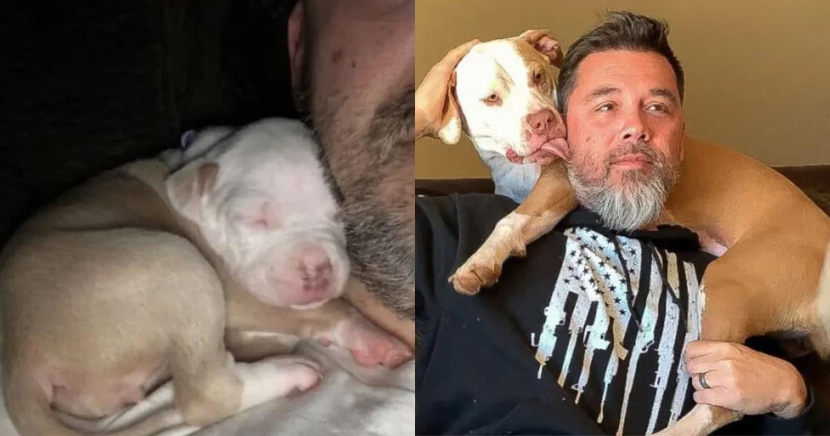 Inseparable Sibling Pups Steal Hearts After Being Raised Together By Loving Family