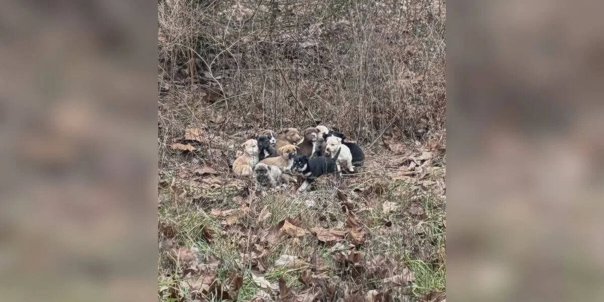 Mail Carrier Stops Her Route After Spotting 16 Skinny Puppies Shivering In The Woods