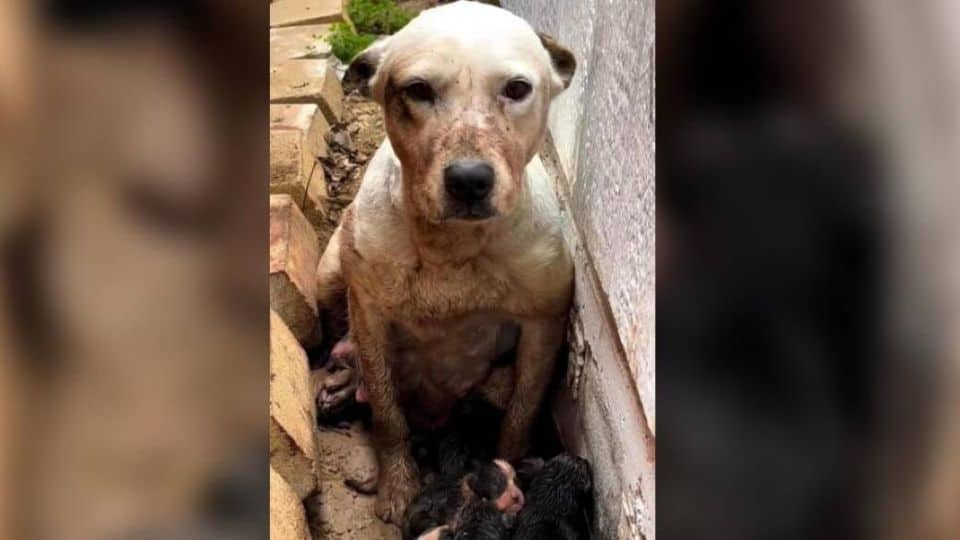Abandoned Dog Found Protecting Her Puppies in Mud Pit Finds a Loving Home
