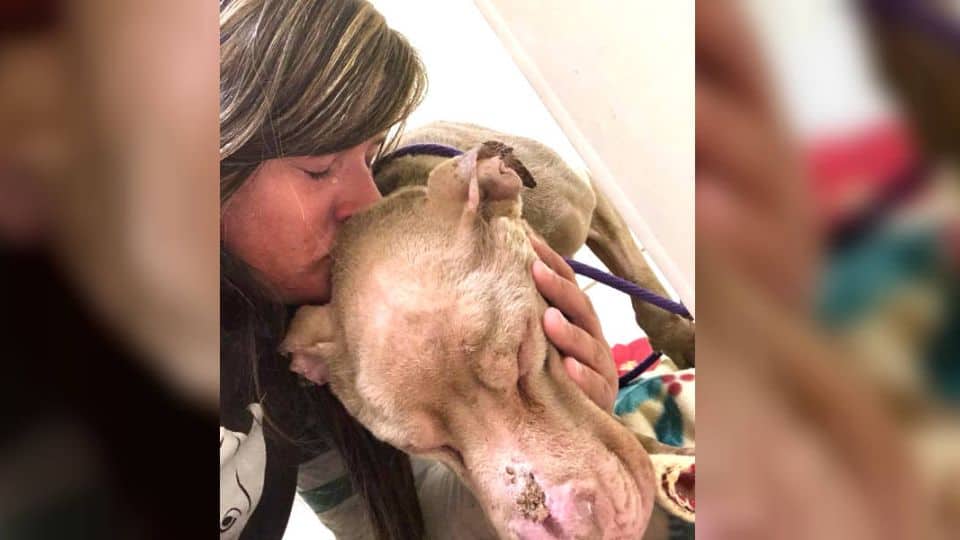 A Woman’s Final Act of Love for a Dying Dog Will Break Your Heart