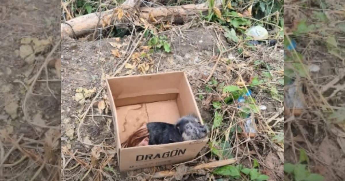 Heartbroken Pup With Severe Eye Infection Left In A Box Makes Remarkable Recovery