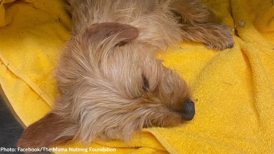 Dog Found Inside Trash Bag At Texas Dumpster Leaves Community Heartbroken