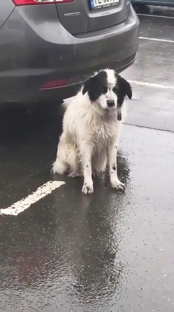 He Sat in the Rain and Wouldn’t Move — Because Roy Still Believed They Were Coming Back