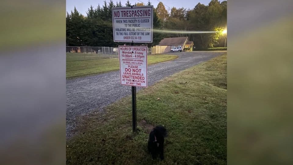 Abandoned Pup Tied To A Shelter Sign Finds Love And Safety