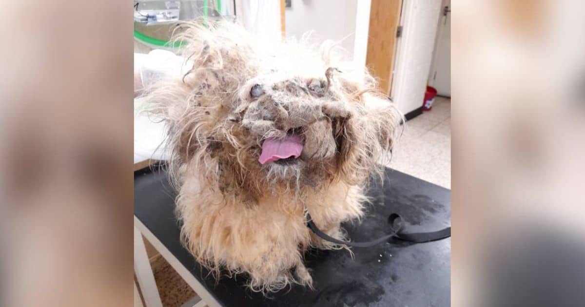 Rescued Dog Who Looked Like A ‘Pile Of Rags’ Makes Miracle Recovery in His New Forever Home