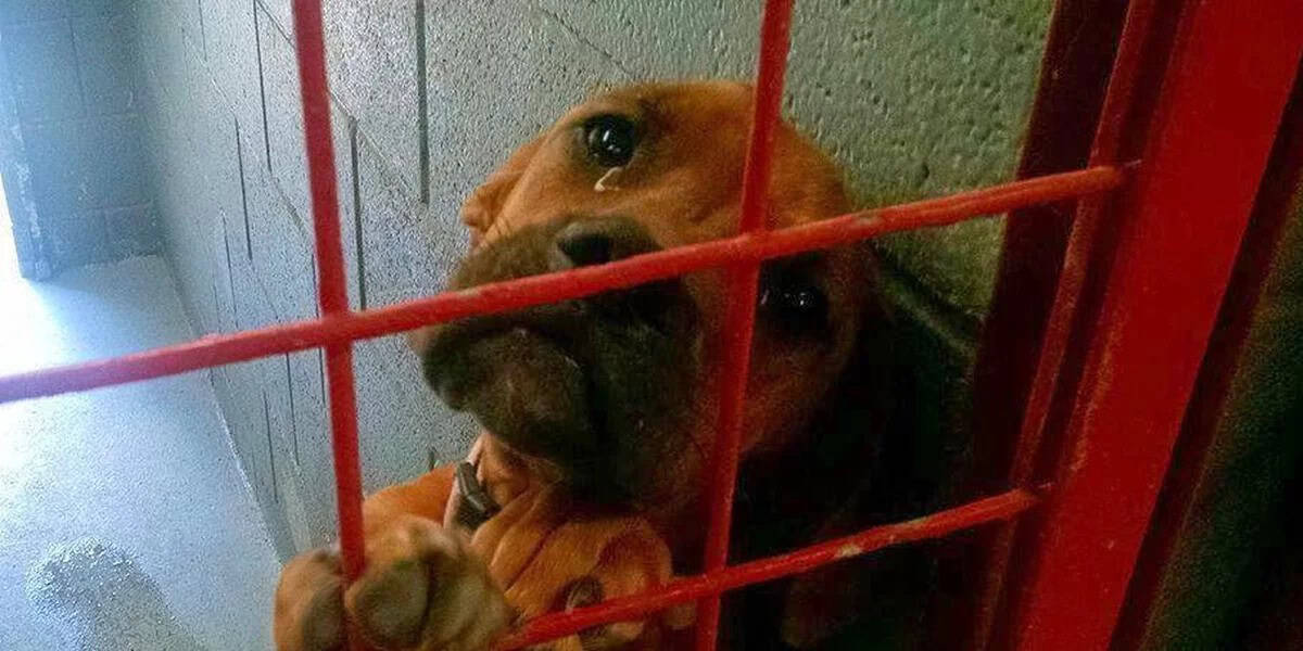 Shelter Dog Named Hope Cried All Night After Being Passed By