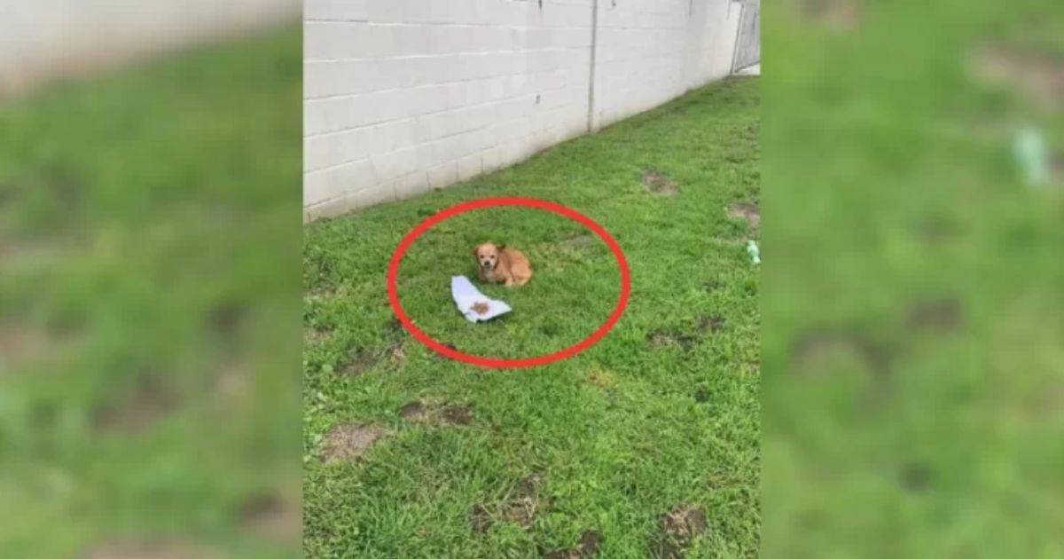Loyal Senior Dog Waits for Weeks For His Owner, Until a Kind Woman Saves Him