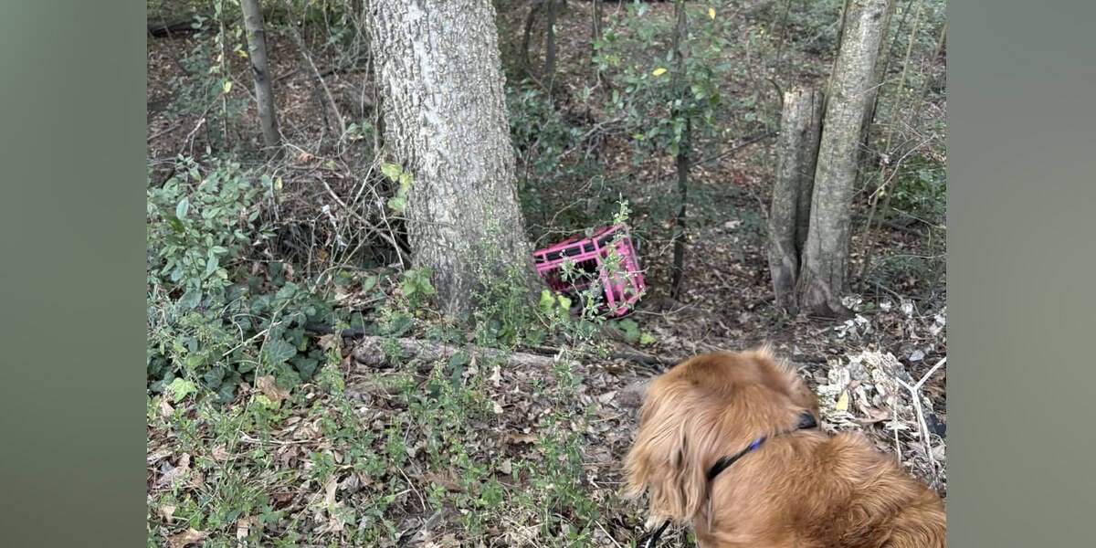 Dog Leads Owner To Hidden Crate And The Truth Inside Breaks Hearts