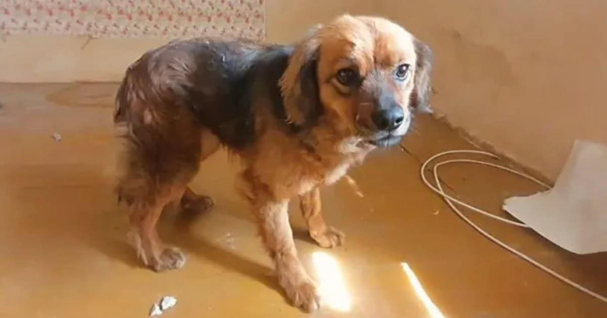 Heartbroken Dog Keeps Waiting In Empty House After Her Owner Passes Away