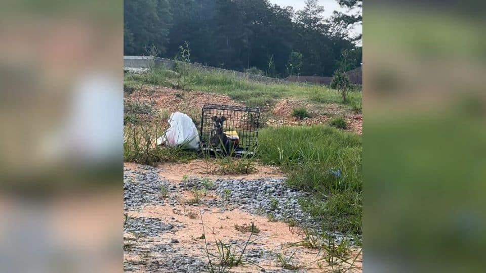 Scared Puppy Left Alone in a Crate Learns to Love Again