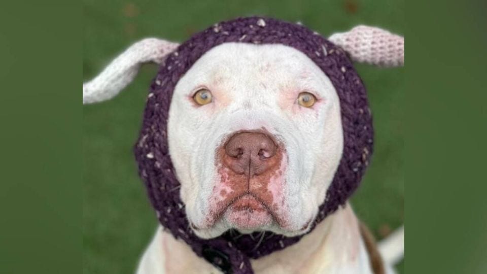 Shelter Pup Who Lost His Ears Gets A Second Chance At Happiness