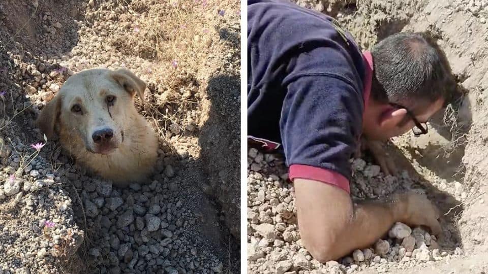 Buried in Silence: A Mother’s Desperate Cry Leads to a Miracle Rescue