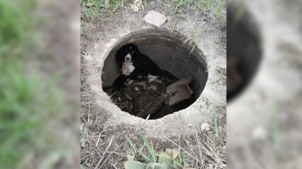 Car Fire Call Turns Into Heartwarming Dog Rescue in Massachusetts