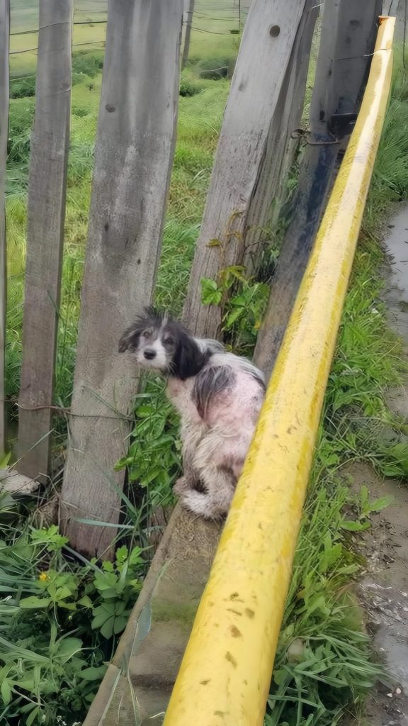 Tied to a Railing in the Rain, He Trembled Through the Storm — Until Someone Refused to Leave Him There