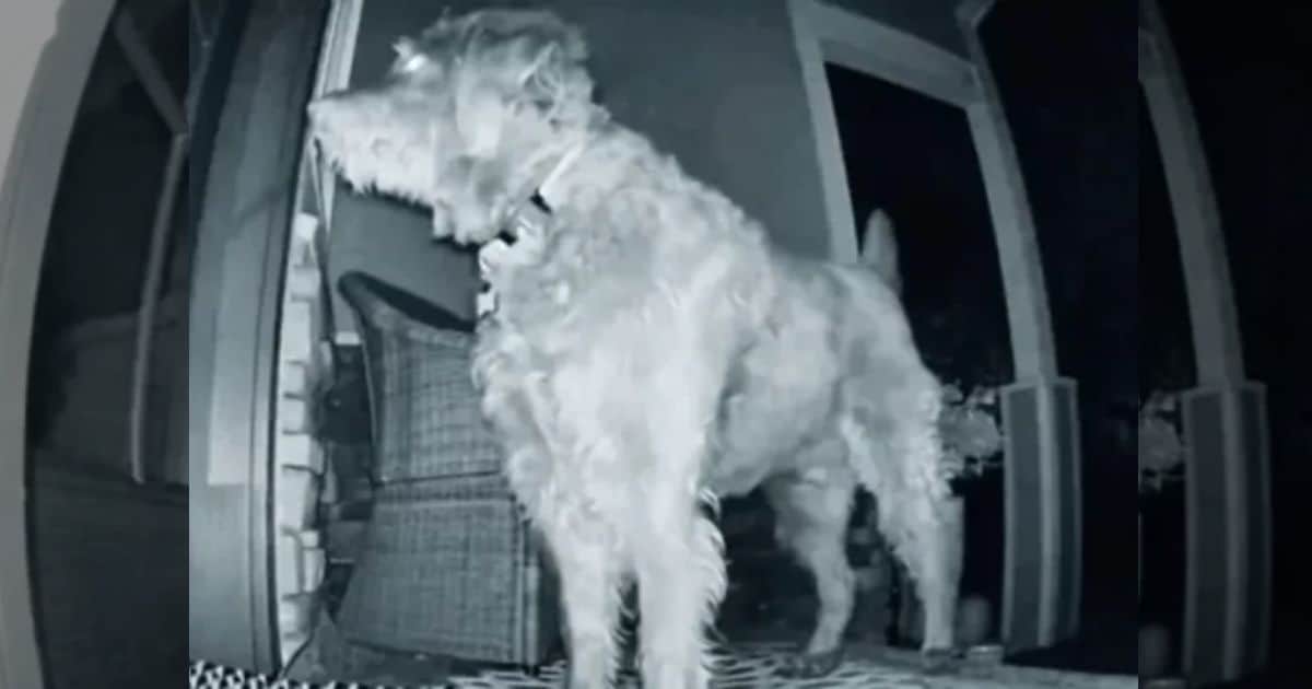Owner Shocked by Dog’s Surprise Discovery on the Porch at 5:30 A.M