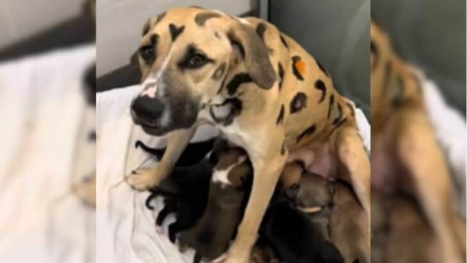 Painted Mama Dog And Her Nine Puppies Rescued From Arizona Heat