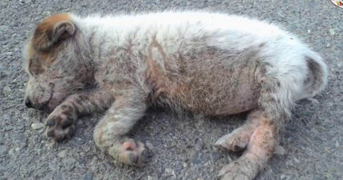 Malnourished Puppy Found Sleeping Alone In the Road, Desperate for a Chance at Life