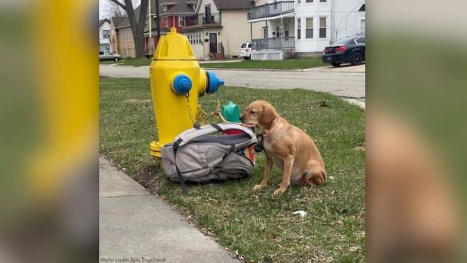A Dog Tied to a Fire Hydrant Becomes a Symbol of Hope and Compassion