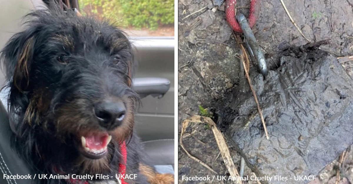 Dog Found Drowned with Rope and Weight Around His Neck