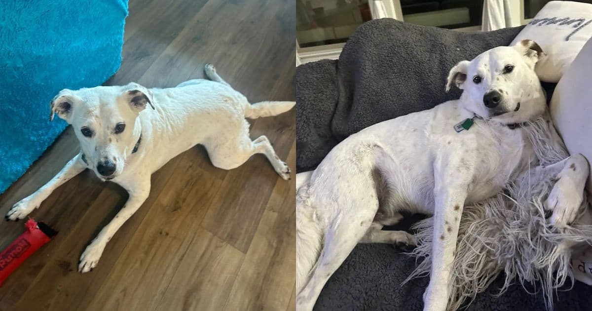 Dog Gets A Present Every Day From His Mom While She’s Away, And It’s The Cutest Thing Ever
