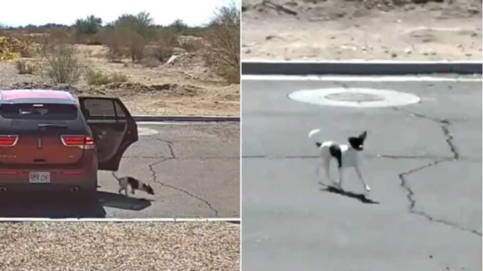 Heartbreaking Moment Woman Abandons Dog With A Chilling ‘Bye-Bye’