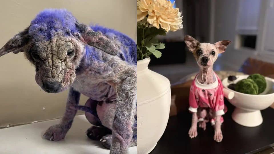 Shelter Workers Discover the Heartbreaking Reason a Dog Was Covered in Purple