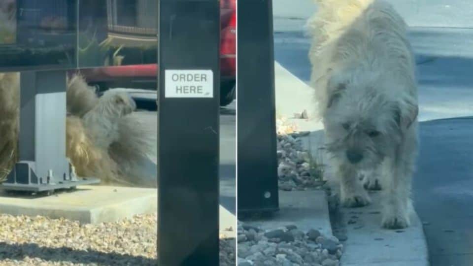 Lonely Pup Finds Hope After Waiting Days at McDonald’s Drive-Thru