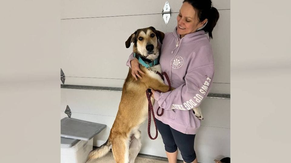 Dog Sent Back to Shelter Only 30 Minutes After Adoption for Being “Too Big”