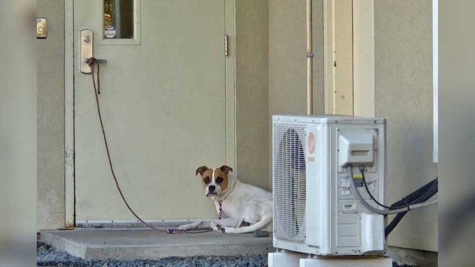 Abandoned Dog Waits All Night Outside Shelter Door