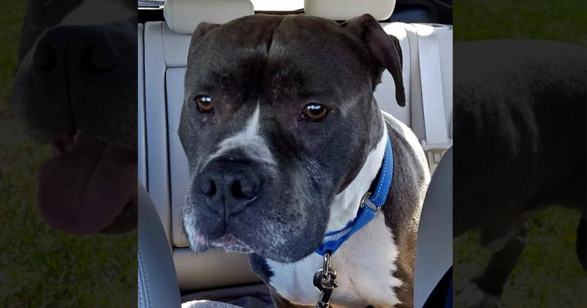 “Scared And Confused” Senior Dog Abandoned at Shelter Without Any Reason