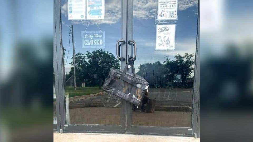 Little Dog Found in a Bag Outside Shelter Finally Gets the Help She Deserves