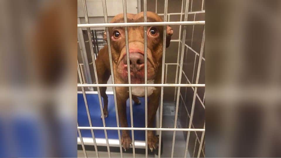 Lonely Dog Waited For Help As His Life Slowly Slipped Away In Silence