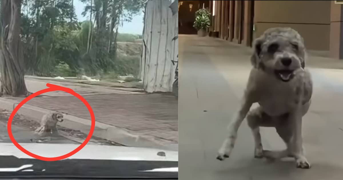 Driver Rushed To Save A Disabled Dog Stranded on the Road