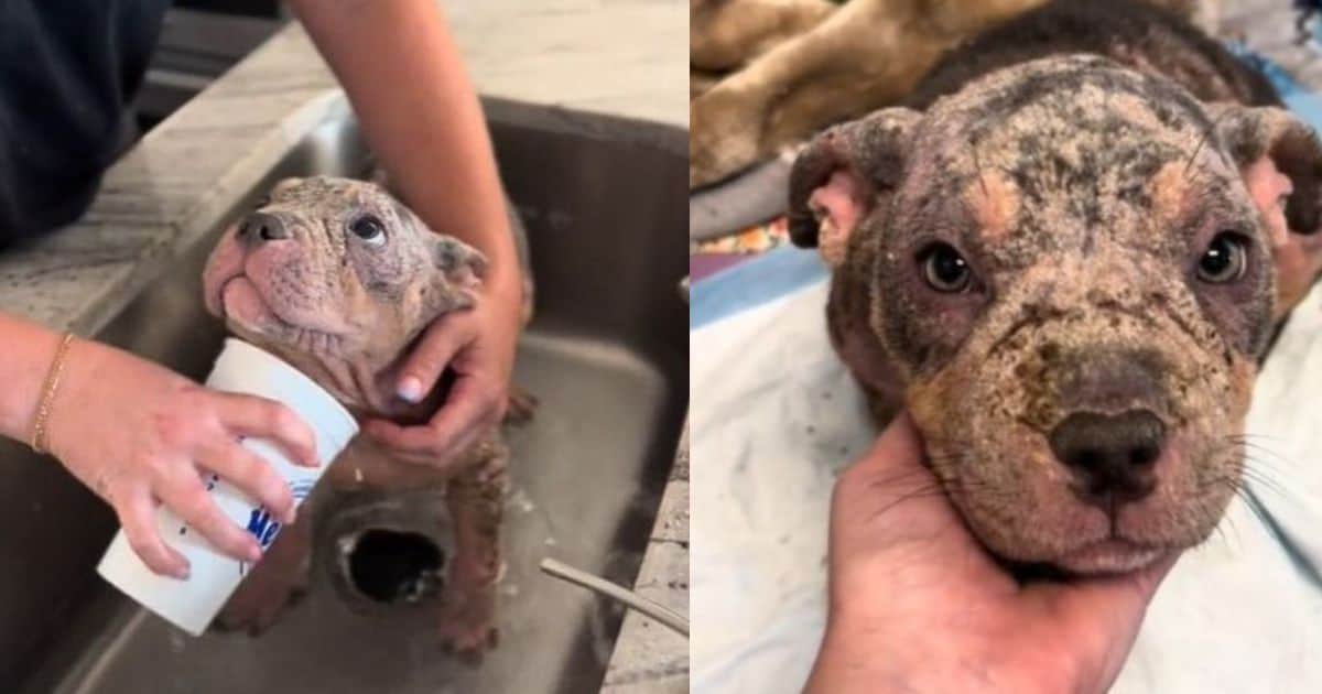 Stray Puppy Suffered From Mange Shows Heartfelt Reaction After A Bath From Foster Mom