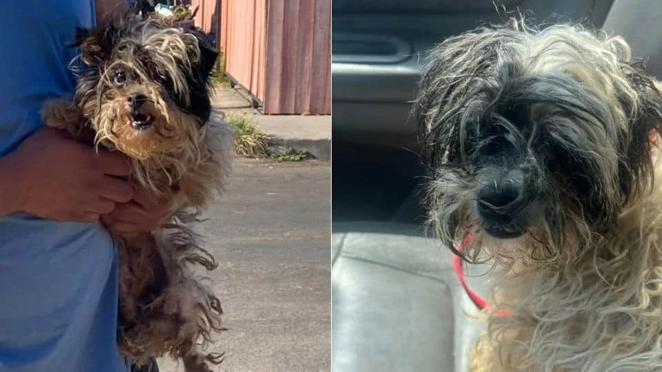 Tiny Dog Rescued from Streets Finds New Life