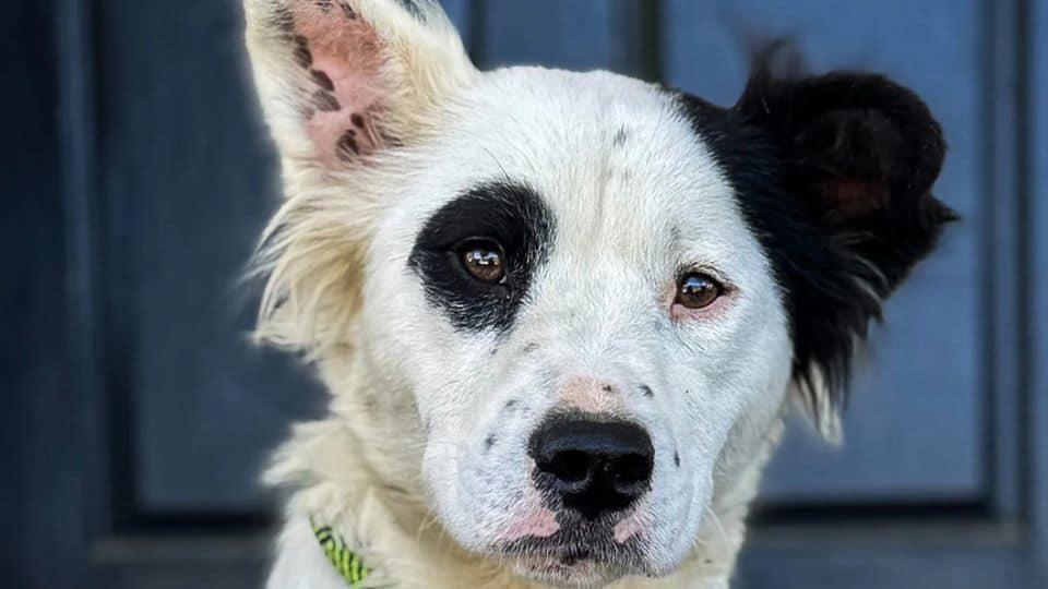 From Shelter Dog to Beloved Family Member After a Life-Changing Rescue Flight