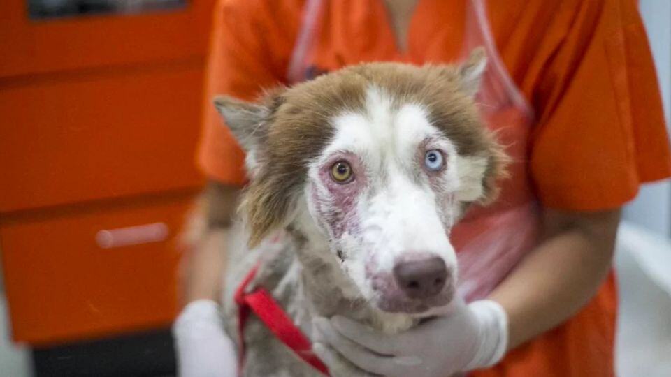 From the Streets of Thailand to a Second Chance: Husky Matsi’s Journey of Survival and Hope