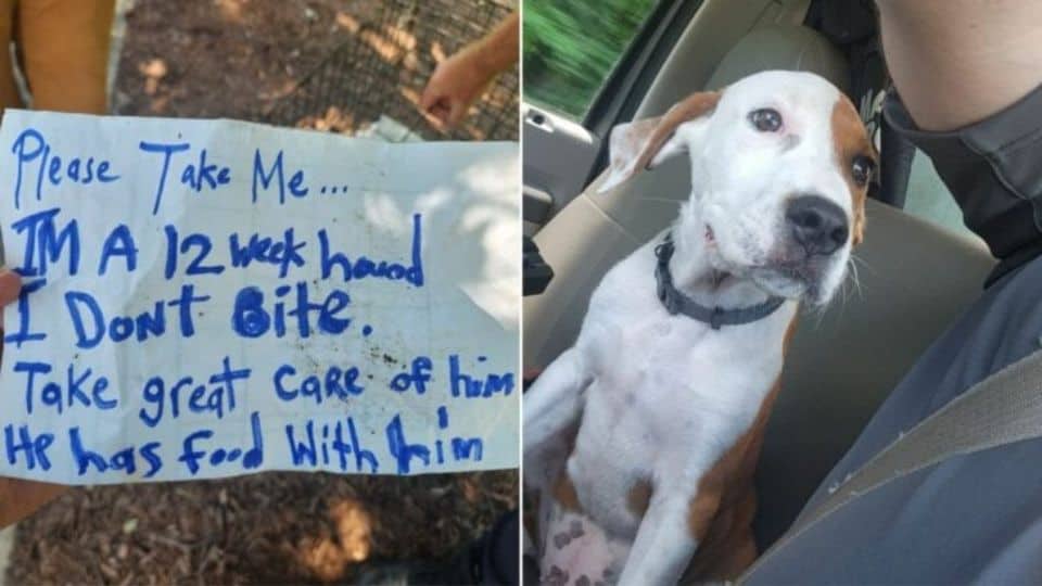 Puppy Found Abandoned in North Carolina With Heartbreaking Note Beside Him