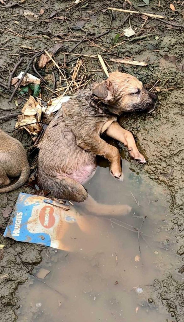 He Was Lying in a Ditch Like Trash — Until One Person Chose to Look Closer