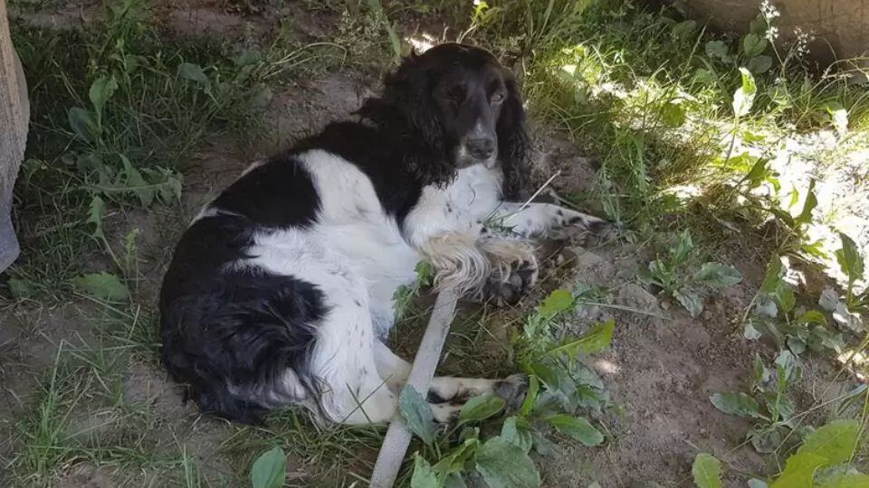 Kind Stranger Sees Soaked Dog by the Water and Finds a Heavy Chain Around His Neck