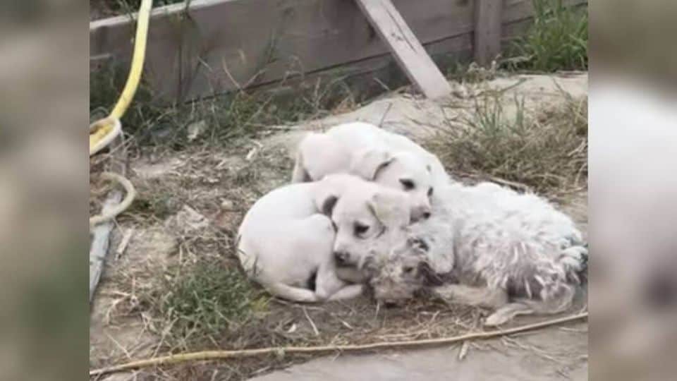 Rescue Mission Saves Mother Dog and Her Puppies from Landfill Hell