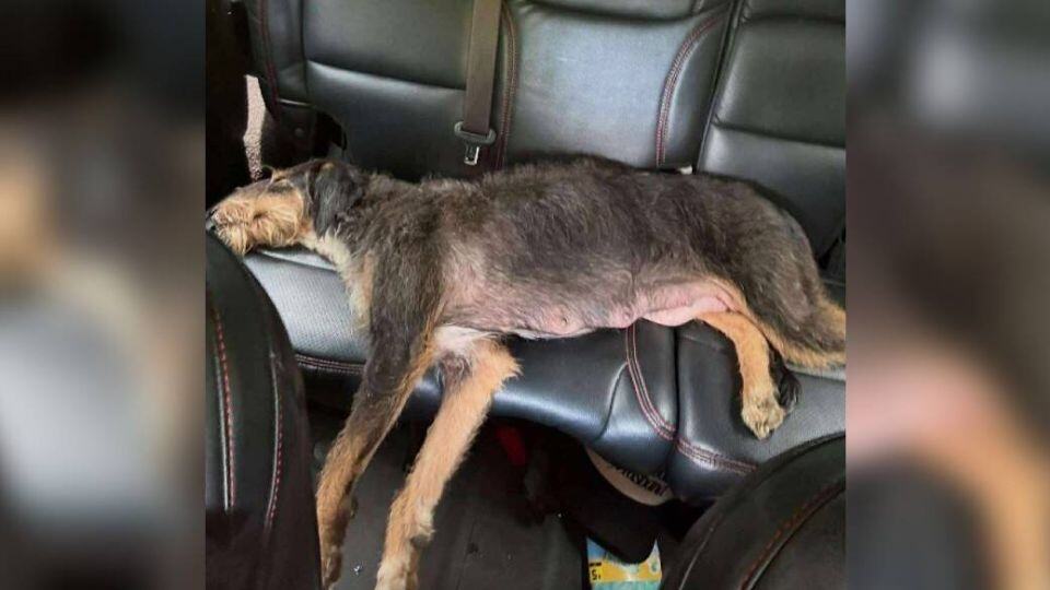 A Brave Mama Dog Finds Hope After Being Abandoned With Her Puppies