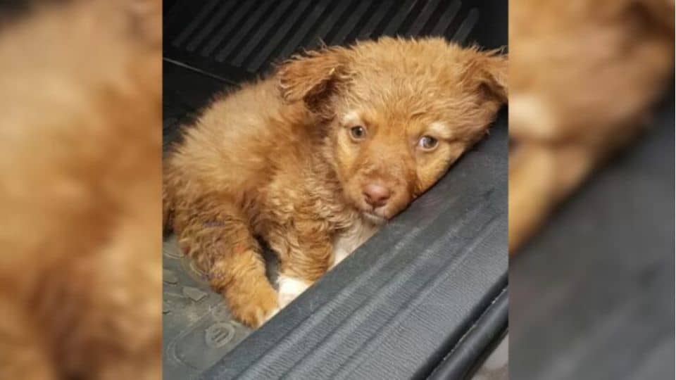 Stray Pup Rescued From The Dirt Couldn’t Move His Back Legs, Breaking Everyone’s Heart
