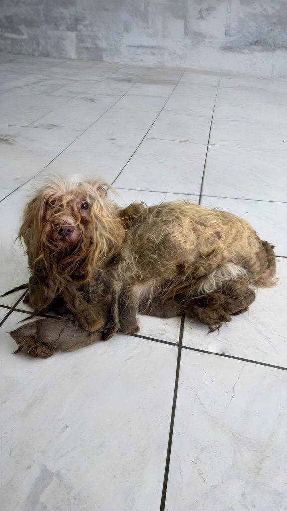 When I Cut Away the Matted Fur, I Saw Her Eyes — And Knew I Couldn’t Walk Away
