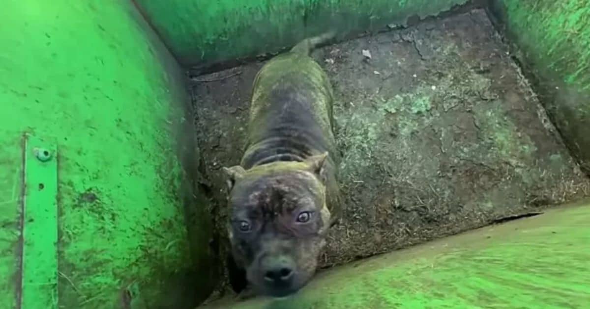 Rescuers Open Dumpster Lid To Find The Cutest Pittie Puppy Looking Back At Them