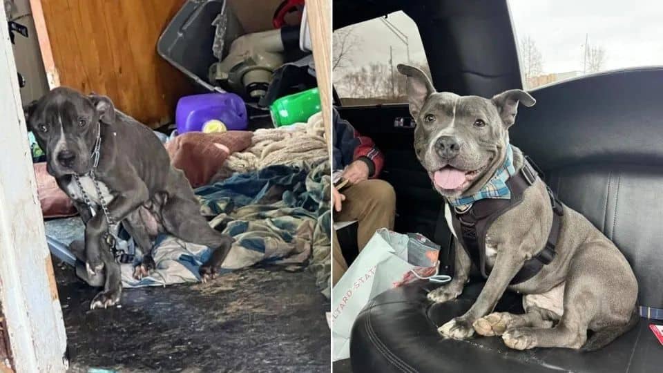 After 2 Years In A Shelter, Rescue Dog Chester Gets Adopted And Leaves In A Limo