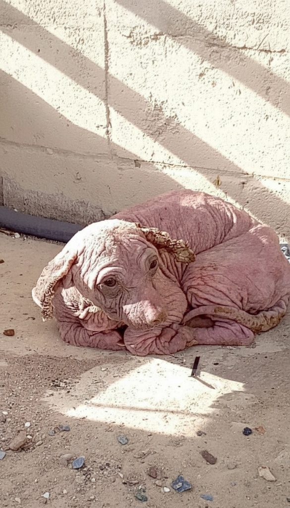 He Was Freezing on the Streets of Texas — Now He Sleeps Wrapped in Love