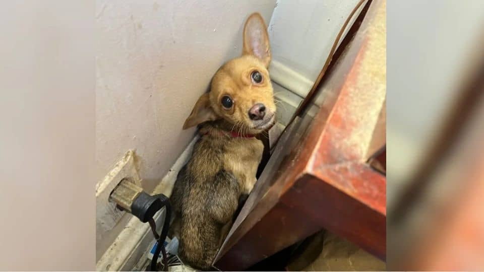 Tiny Pup Left Behind In Empty House Finds Love With Foster Family