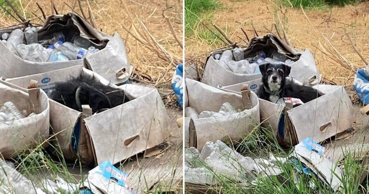 Senior Dog Wakes Up In Empty Box And Realizes His Family Moved Without Him